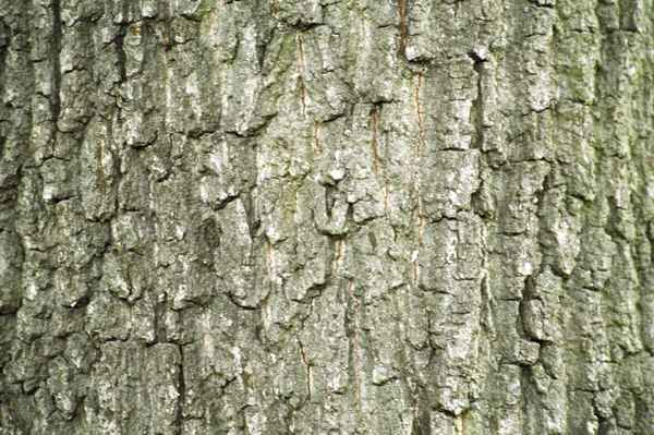 Baumstamm einer Linde