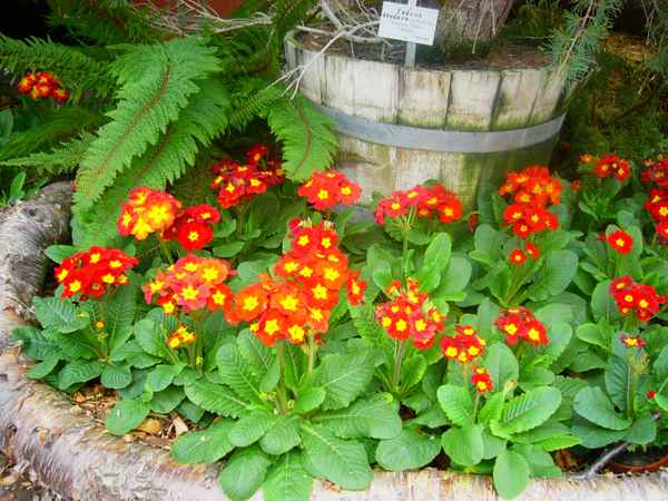 Botanischer Garten Berlin 11