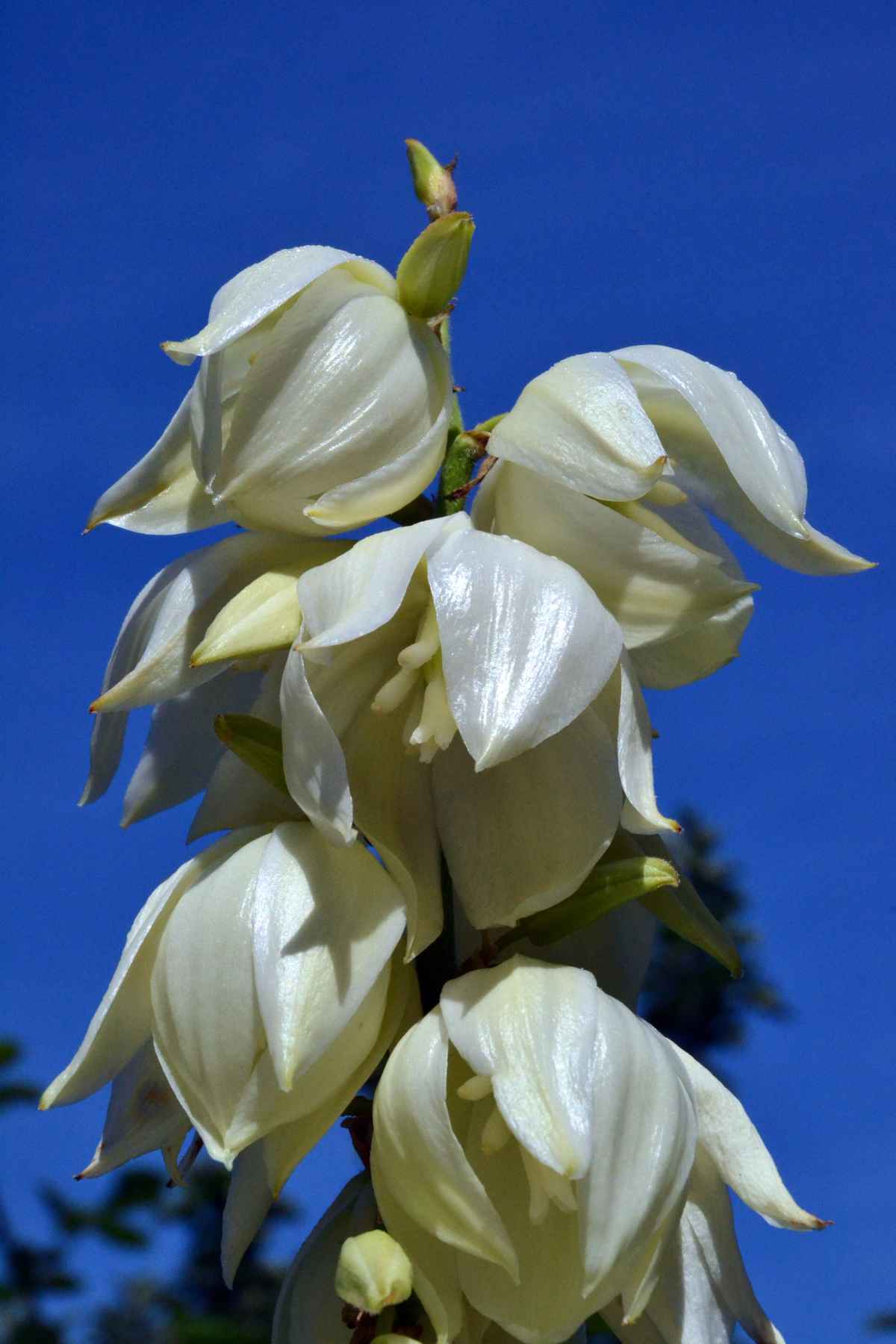 Blüte der Yucca