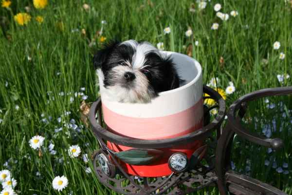 Coton de Tulear Welpe