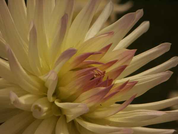 Chrysantheme