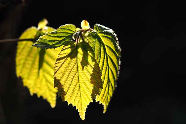 lindenblätter in frühlingsgrün