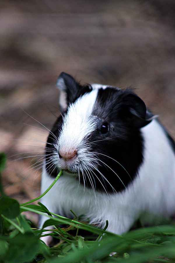Meerschweinchen