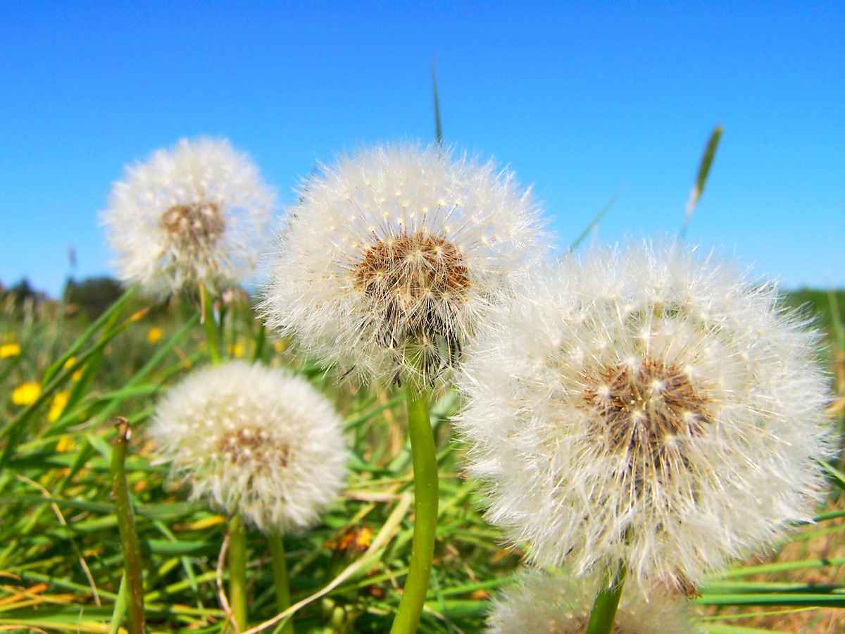 Pusteblumen