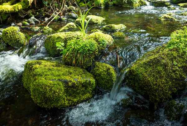 Junges Grün im Bach