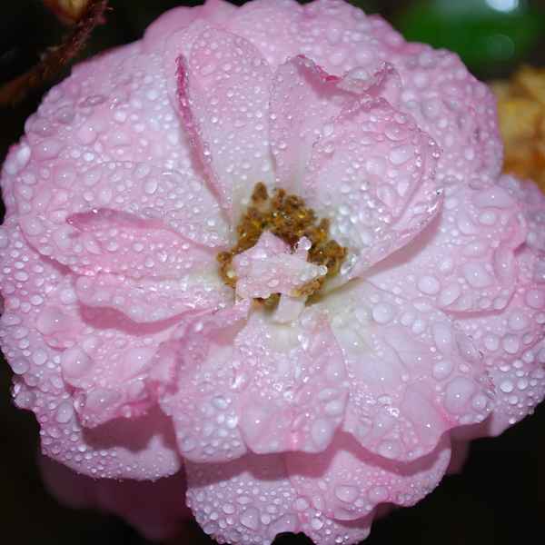 Rose im Schnee