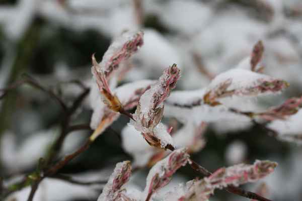 Felsenbirne mit Schnee