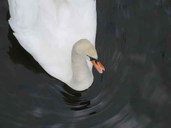 Seine Majestät der Schwan