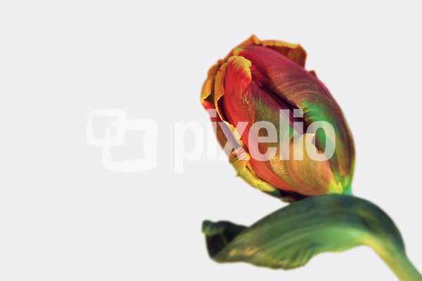Tulpe