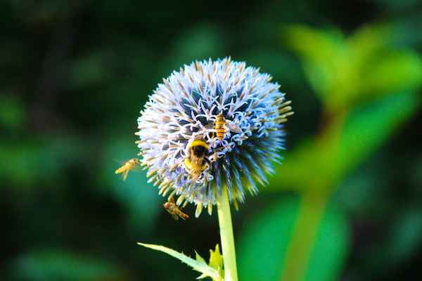 Fleißiges Bienchen