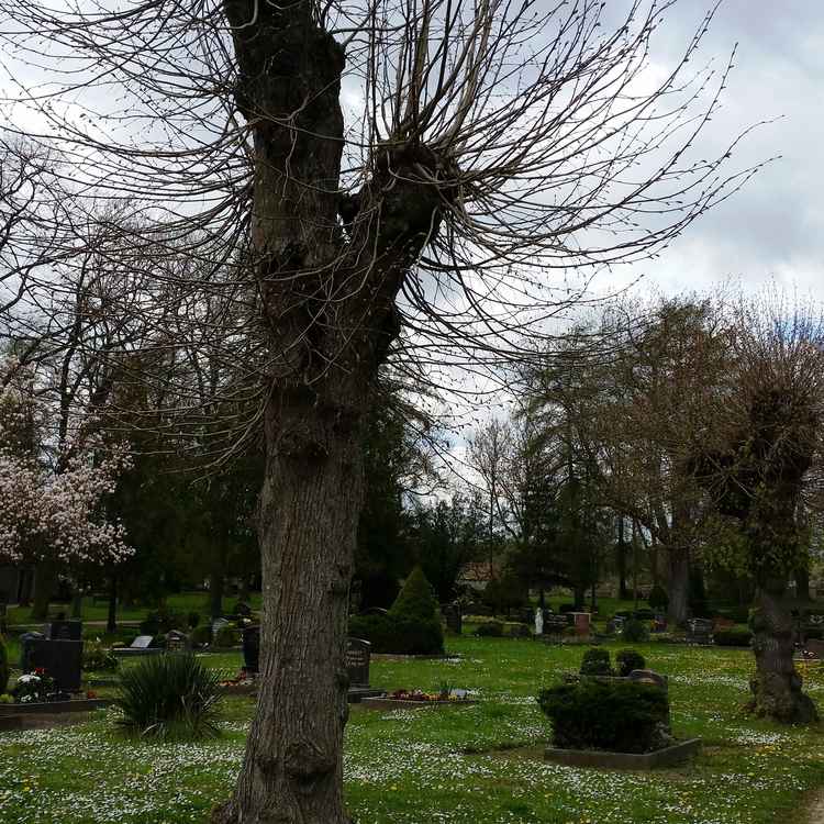 Friedhof Weferlingen