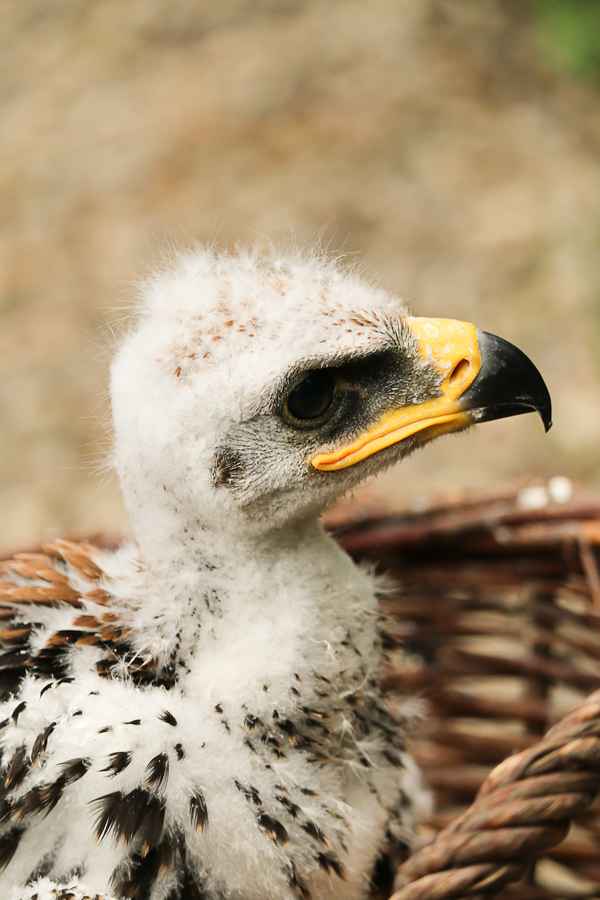 junger Steppenadler
