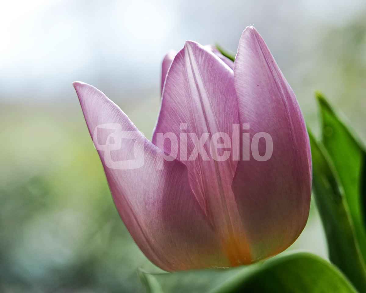 die farbe lila
