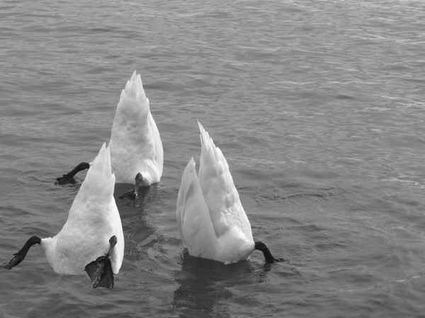 Köpfchen in das Wasser,Schwänzchen in die Höh sw