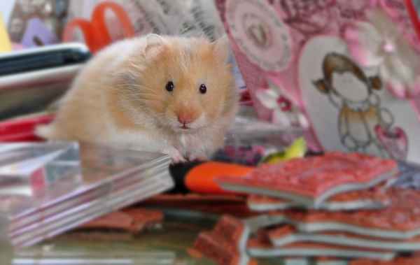 Hamster