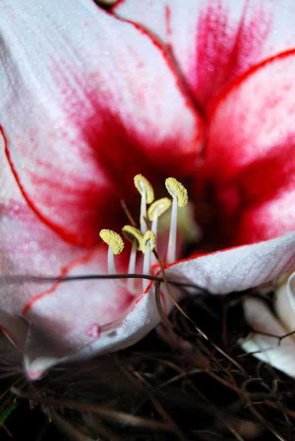 blume