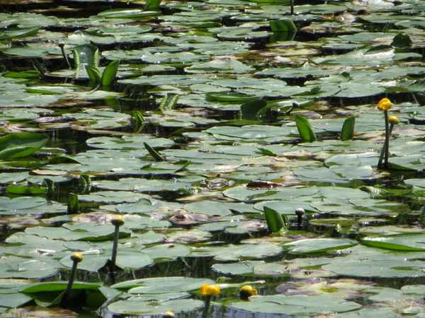 hier versteckt sich ein Frosch zwischen den Teichrosen Blättern!!