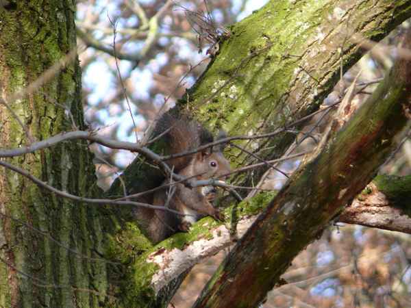Eichhörnchen