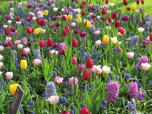 Blütenpracht auf dem Keukenhof (Niederlande)