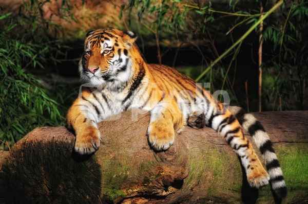 Tiger 7