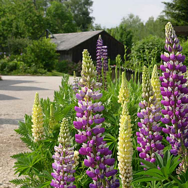 Lupinenblüte