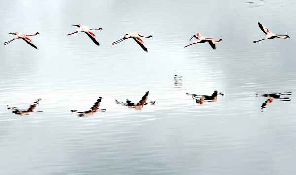 Flamingos im Formationsflug