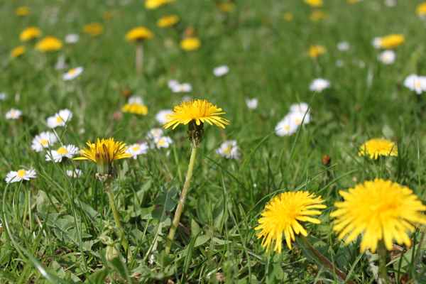 Blumenwiese
