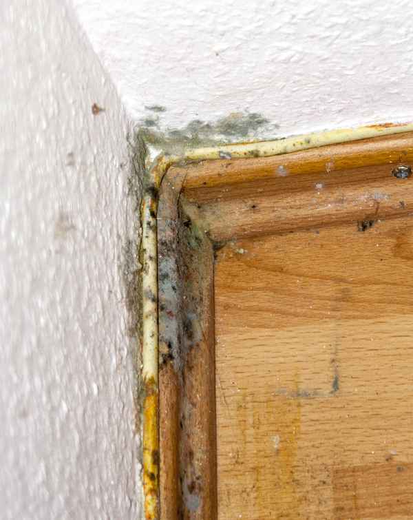 schimmelpilze in der Wohnung