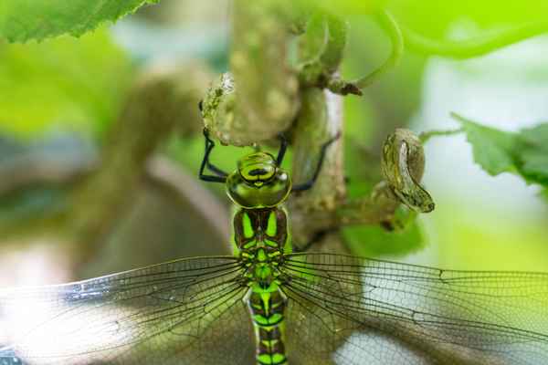 Libelle lichtdurchflutet