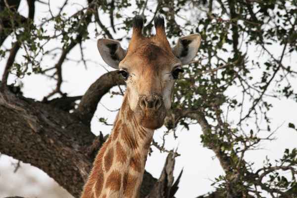 Giraffenporträt
