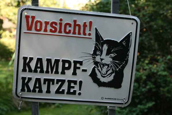 Kampf katze