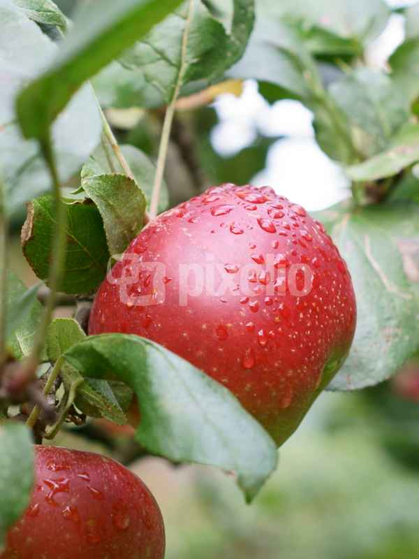 Apfel am Baum