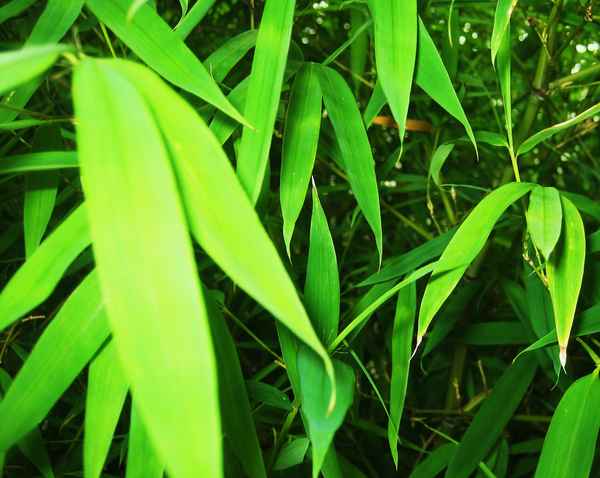 Urwald Jungle auf dem Balkon
