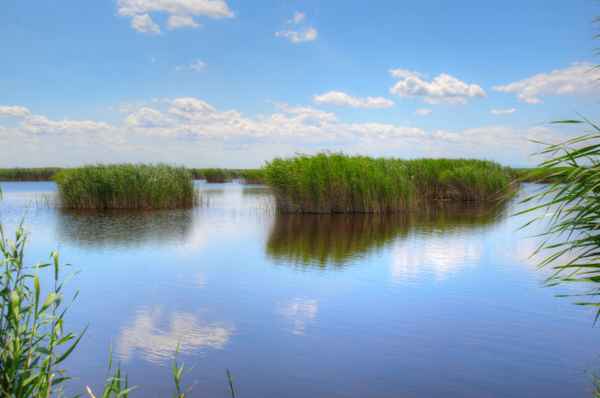 Schilfgürtel Neusiedler See