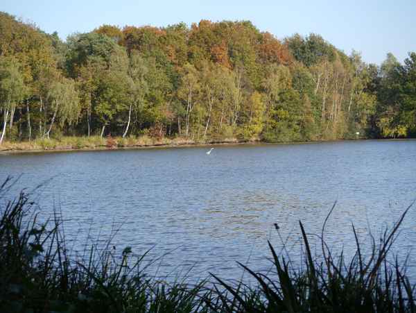 Waldsee im Herbst mit Fischreiher