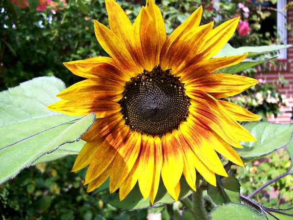 Sonnenblume mit dunkelroten Akzenten