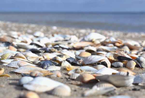 Muschelstrand