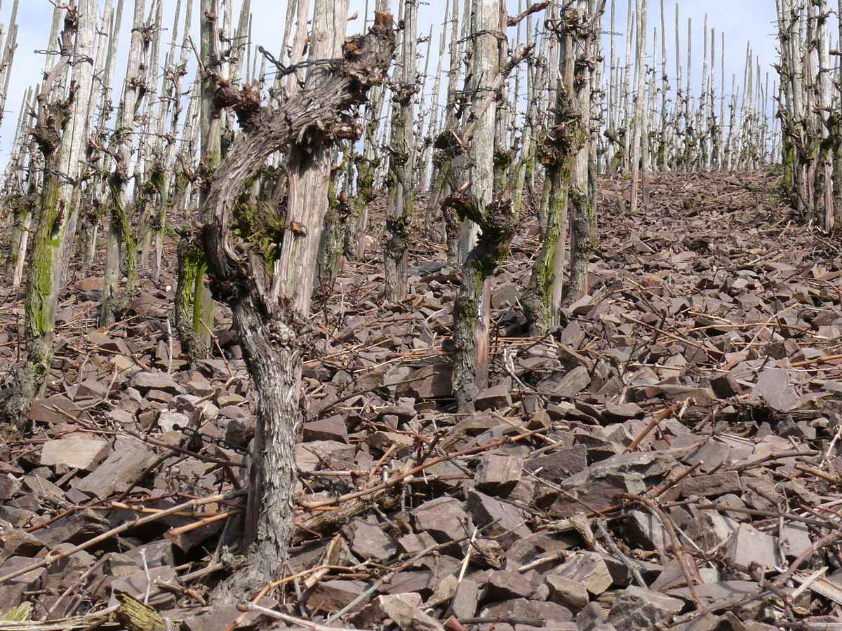 Blick in einen Weinberg