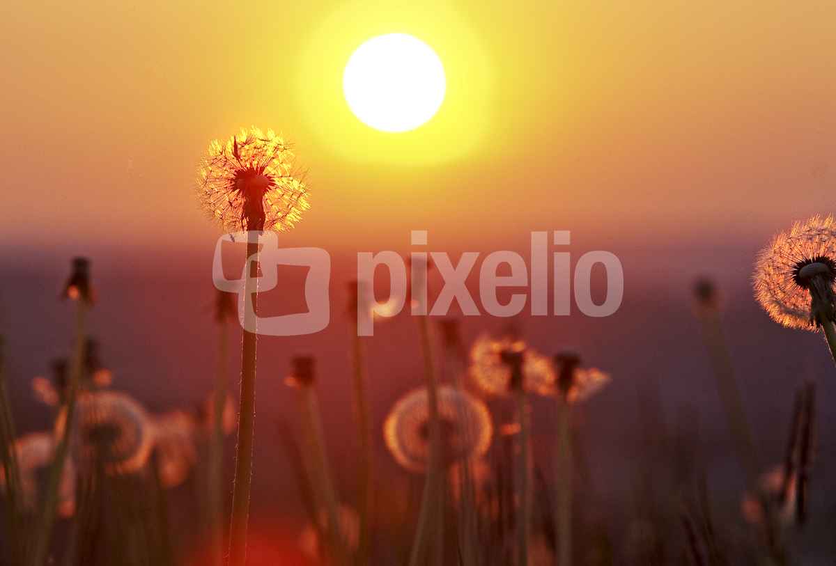 Lichtfülle