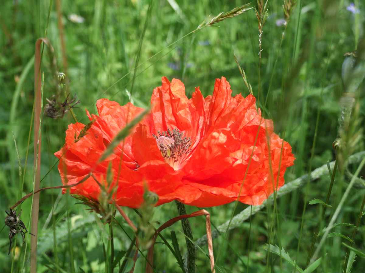 wilder Mohn