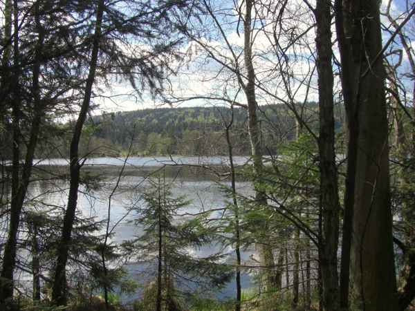 Im Glatzener Moor / 29