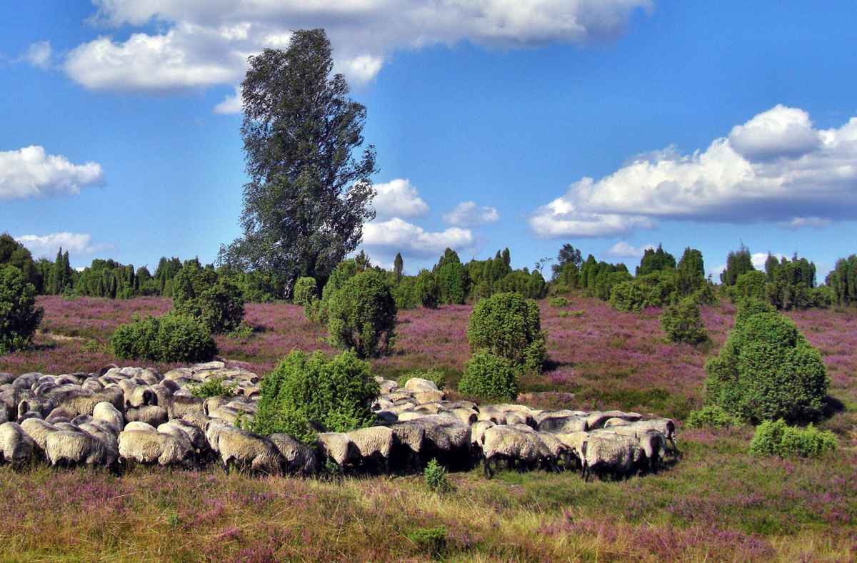 Auf der Lüneburger Heide