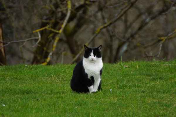 Schwarz-Weiße im Grünen