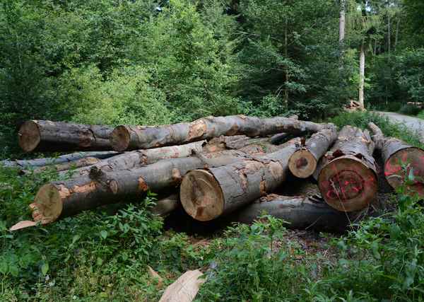 gefällt und liegengeblieben