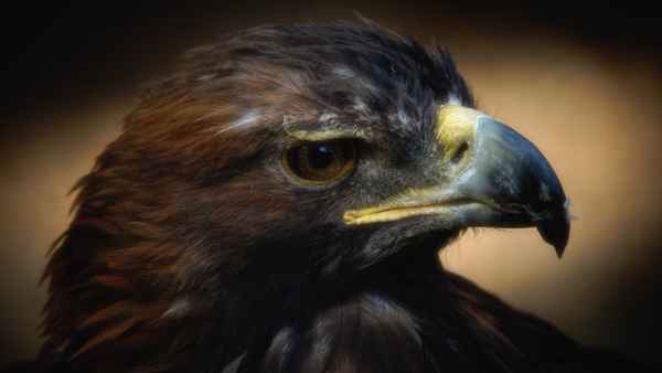 Steinadler