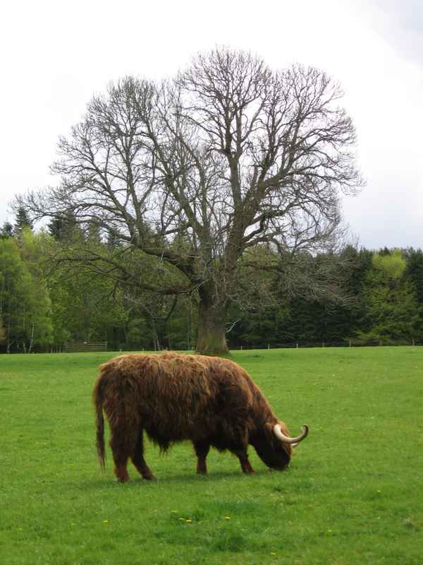 Highland Cattle