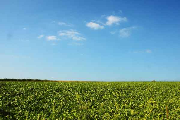 Sommerwiese und blauer Himmel