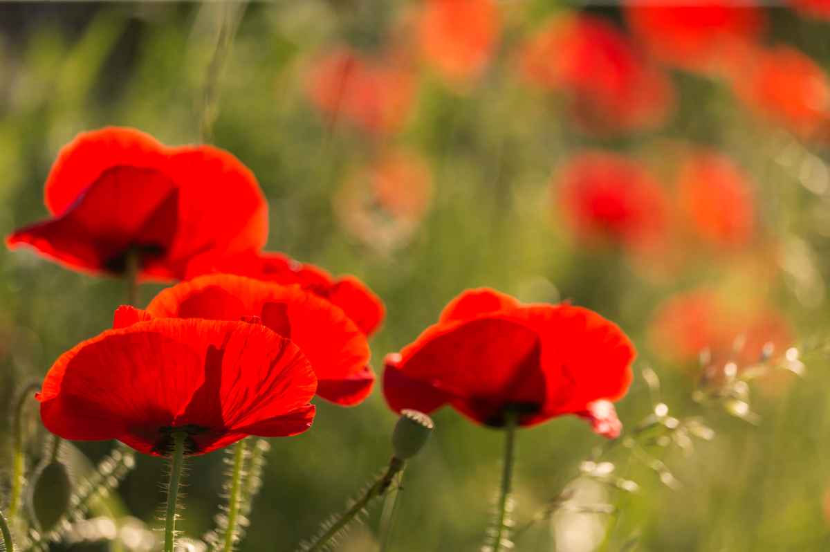 der erste Mohn blüht wieder