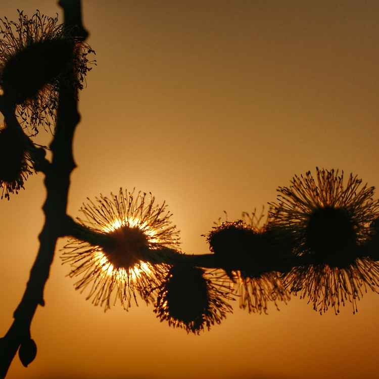 Sonnenuntergang mal anders II