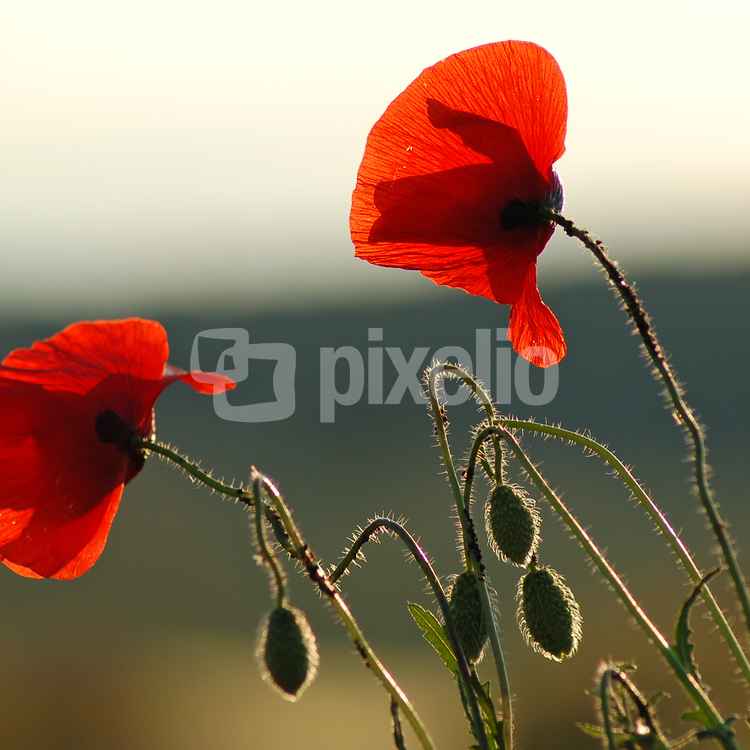 Roter Mohn